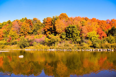 Scenic view of lake by trees against clear sky