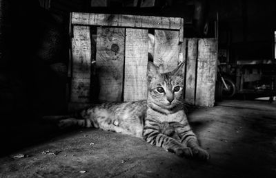 Portrait of cat lying on wood