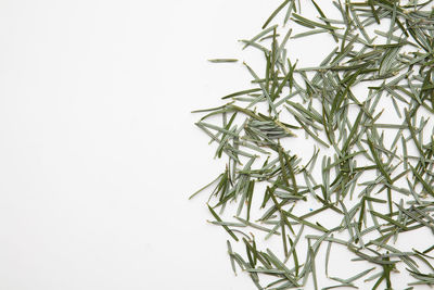 Close-up of christmas decorations against white background