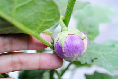 Close-up of plant