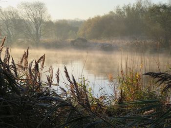 Scenic view of lake by trees against sky