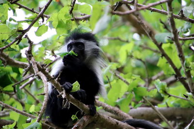 Colobus monkey baby