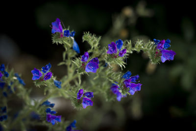 Close-up of purple flowering plants in park