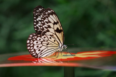 Close-up of butterfly perching on leaf