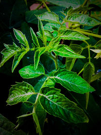 Close-up of fresh green plant