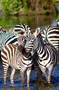 Close-up of zebra