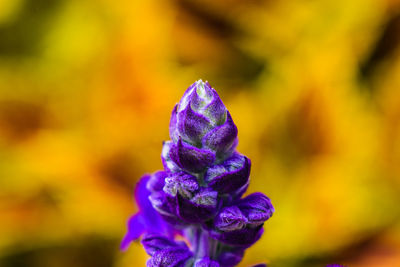 Close-up of purple flowering plant