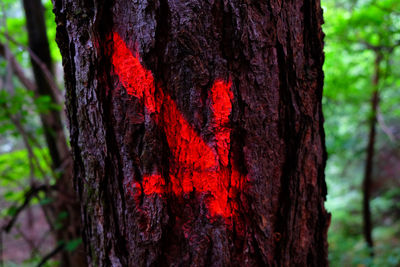 Close-up of tree trunk