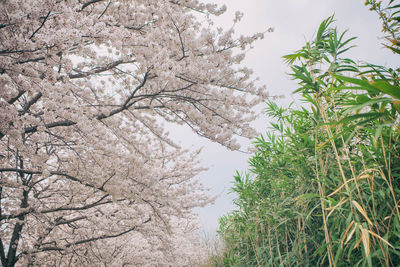 Low angle view of cherry tree against sky