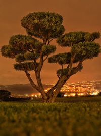 Tree on field against sky at night