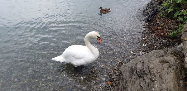 High angle view of swan swimming in lake