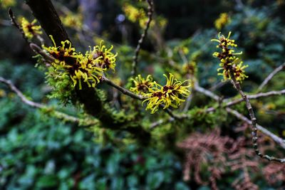 Close-up of yellow flowering plant