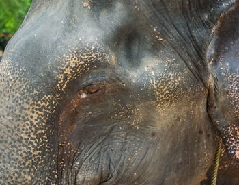 Close-up of elephant in water