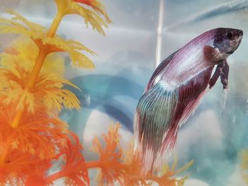 Close-up of fish swimming in tank