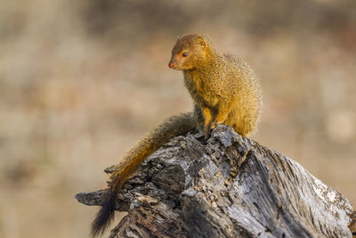 Close-up of mongoose sitting on tree trunk