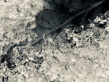 Close-up of plant against water