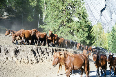 Horses walking in a row