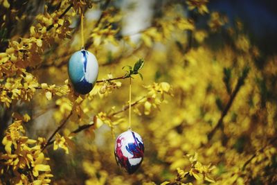 Close-up of blue flower growing on tree