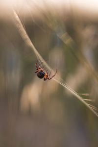 Close-up of spider on web