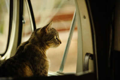 Cat looking through window