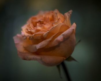 Close-up of wilted rose