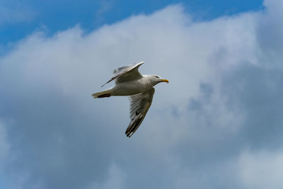 Low angle view of seagull flying against sky