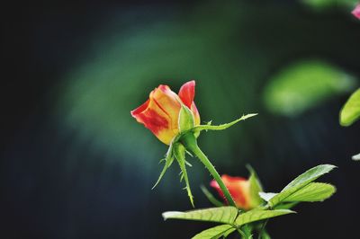 Close-up of red rose flower