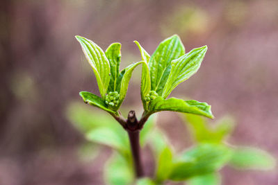 Close-up of plant