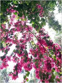 Low angle view of pink flowers