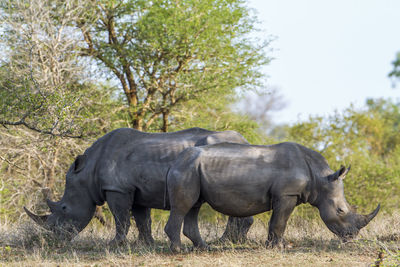 White rhinoceros on field in forest