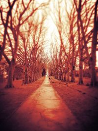 Road passing through trees