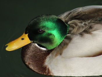 Close-up of a duck