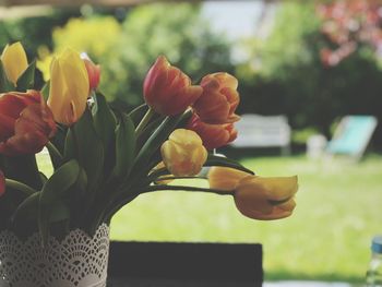 Close-up of yellow tulip on plant