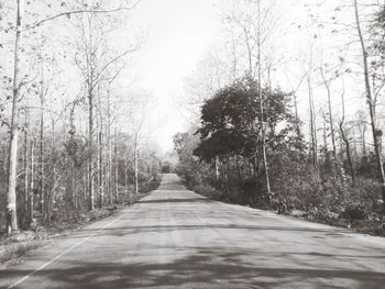 Empty road along trees