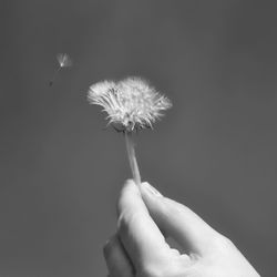 Close-up of hand holding dandelion against white background