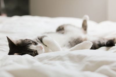 Cat sleeping on bed