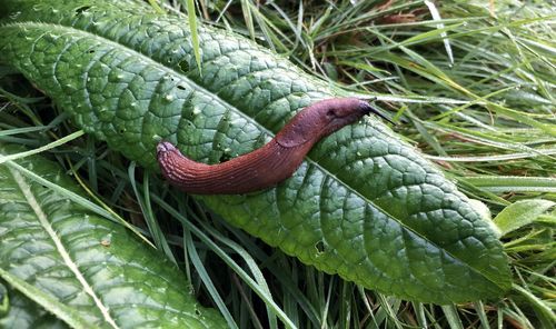 High angle view of lizard on land