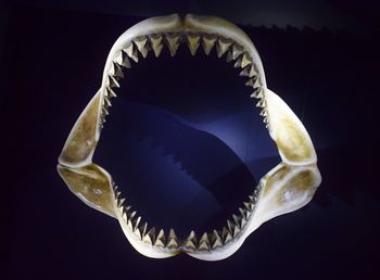 Close-up of shark teeth