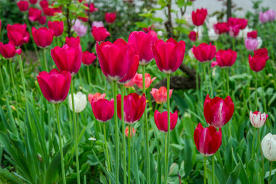 Close-up of red tulips in field