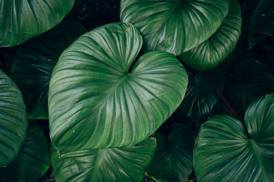 Full frame shot of leaves