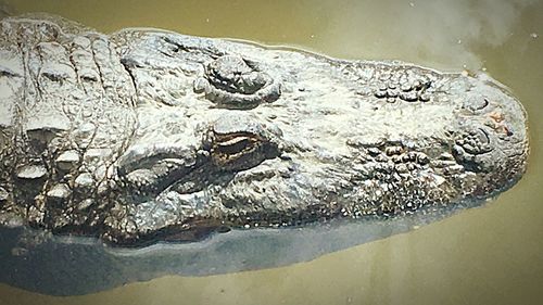 Close-up of crocodile in water