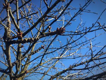 Low angle view of bird perching on tree against blue sky