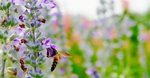 Close-up of bee pollinating on purple flower