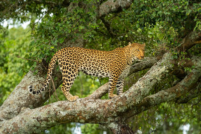Leopard stands on lichen-covered branch looking right