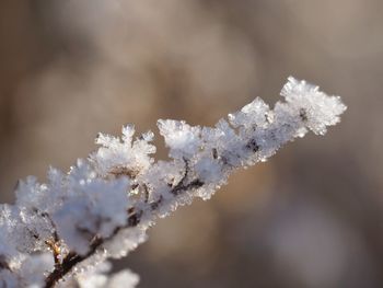 Close-up of frozen plant