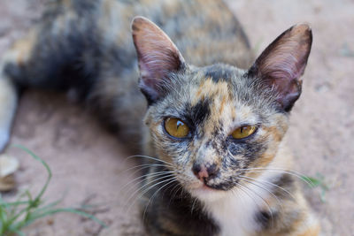 Close-up portrait of tabby cat