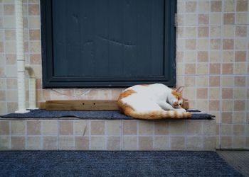 Cat resting on tiled floor