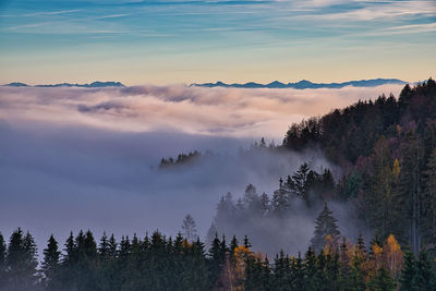 Scenic view of forest against sky during sunset