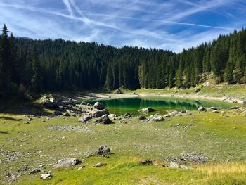 Scenic view of lake against trees in forest