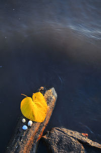 High angle view of yellow duck on lake